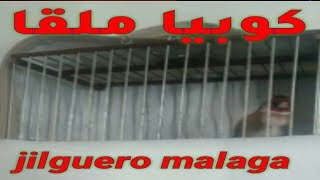 jilguero malaga كوبيا ملقا أداء روعة ماشاء الله تغريد قوي [upl. by Lole207]