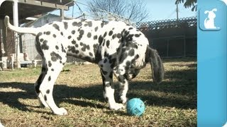 Dalmatian Puppies  Puppy Love [upl. by Kinsman252]