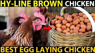 HYLINE Brown Chicken Farming  BEST EGG LAYING CHICKEN BREEDS  Best Chicken For Egg Production [upl. by Guendolen857]