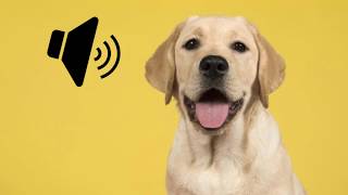 Labrador Dog Barking Sound  The SOund ButtOn [upl. by Lseil]