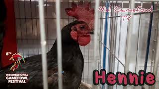 8th International Gamefowl Festival 2022  Hennie [upl. by Alekahs564]