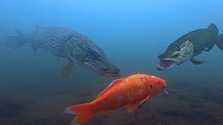 I Cant Believe I Captured This Pike Footage [upl. by Hume]