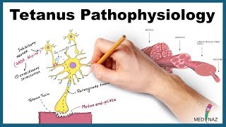 Tetanus Pathophysiology Mechanism of Action [upl. by Somerville]