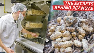 How a Top American Peanut Company Produces Millions of Nuts per Year — Dan Does [upl. by Natan927]