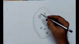 How to draw entamoeba histolytica I entamoeba histolytica drawing [upl. by Connelly]