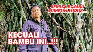 Semua Bambu di Dunia Lurus Tapi Bambu Ini Tumbuh Melekuk Seperti Keris  BAMBU RENGKOL [upl. by Dolf840]