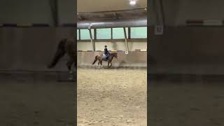 Super Mape eile😍😍En taaskaa osannu pitää jalustimia🤓horsehorseloverequestrianfypyoutube [upl. by Eiznekcam]