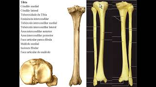 OSSOS DE MEMBRO INFERIOR PARTE 3  OSSOS DA PERNA [upl. by Novrej]