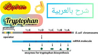 شرح مبسط لأهم النقاط المتعلقة ب Lopéron tryptophan⚠️👍 [upl. by Clement299]