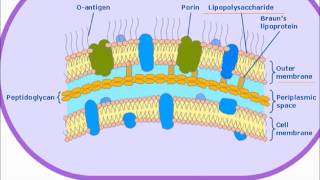 Bacterial Endotoxin [upl. by Lavern]