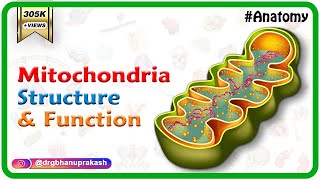 Mitochondria structure and function  Cell Physiology medical animation [upl. by Alyos]