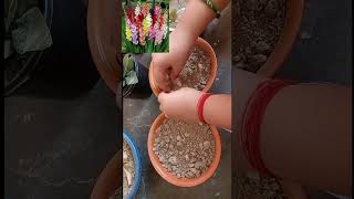 Gladiolus bulbs gladiolus bulb propagation [upl. by Oedama]