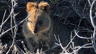 Quokka in the wild compilationAWWesome [upl. by Leeann111]