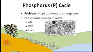 The Phosphorus Cycle [upl. by Corvin]