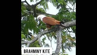 Brahminy Kite [upl. by Shere894]