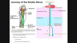 Basics of the Sciatic Nerve  Structure Branches and Disorders [upl. by Annabal]