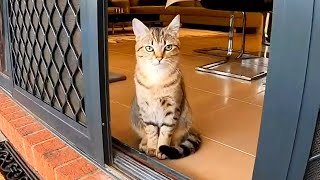 1 Hour of Cat Cuteness Ultimate Relaxation for Cat Lovers cats cat catlovers [upl. by Snave]