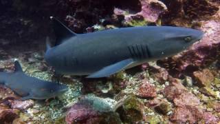 Diving in Galapagos Mosquera and Daphne Minor [upl. by Taite]