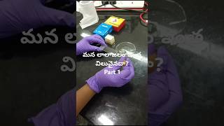 How saliva looks Under MicrocscopePart 1 l cells l Immunology l First line immune defense [upl. by Amiel]