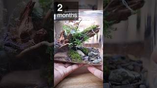 Planted driftwood terrarium after 2 months [upl. by Monarski]