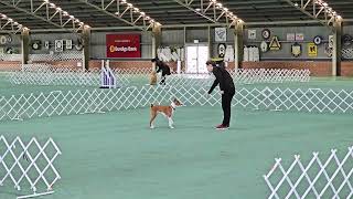 Basenji at Tricks trial  Oringo doing Novice level [upl. by Sinnoda]