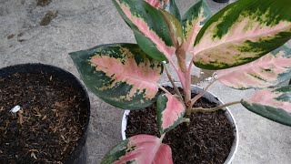 How to Propagate Aglaonema at Home  Best amp Easy Way  Propagate Aglaonema Plant Cuttings [upl. by Nolyk716]