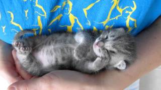 Our 3 weeks old kitten sleeping and purring at the same time [upl. by Chaves]