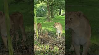 Knowsley safariparkknowsley [upl. by Attenyl154]