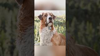 Este perro abandonado se convirtió en el líder de una manada de lobos😂futurelink shorts [upl. by Atela]