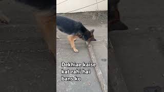 Dekhe kaise kat rahi hai bans koshortvideos doglover germanshepherd [upl. by Braeunig]