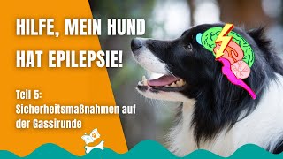 Epilepsie beim Hund 48 Sicherheit beim Gassigehen [upl. by Archie]