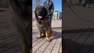 Leonberger❤️ dogshorts dogvideo dog viral reels pets doglover yt trending dogs ytshorts [upl. by Eanore]