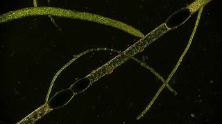 🔬 Cytoplasmic Streaming  movement of clorophyl in cloroplasts inside an algae under microscope 4K [upl. by Adnilab]