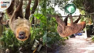 Meet Higgins the twotoed sloth 🦥  LOVE THIS [upl. by Farnham8]