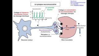 Synapse neuromusculaire TS [upl. by Atnuahc]