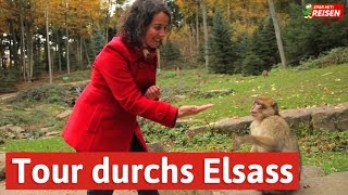 Das Elsass entdecken  eine Tour von Eguisheim über Colmar bis zur Hochkönigsburg Spar mit Reisen [upl. by Veneaux]