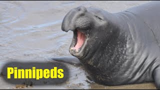 What Are Pinnipeds  Nona The Naturalist Explains [upl. by Sapphira795]