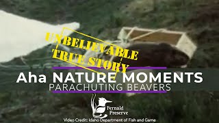 Aha Nature Moments Parachuting Beavers [upl. by Sondra]