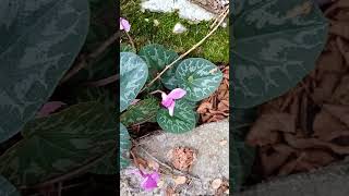 Fiore di montagna ciclamino alpino Cyclamen Alpinum flowers flower floral nature mountains [upl. by Atikkin]