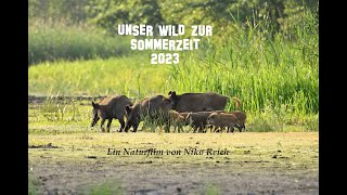 Unsere Wildtiere im Sommer [upl. by Nnahoj883]