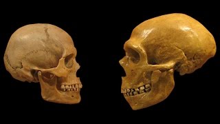 Homo Sapiens vs Neanderthals  The Evolution of Language [upl. by Aihseym]