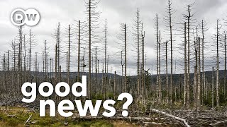 Why Europe and America’s dying forests could be good news [upl. by Rebeh382]