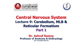 Lecture 9  Cerebellum MLB amp Reticular Formation Part 1  CNS [upl. by Akemahc]