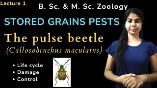 The pulse beetle Callosobruchus maculatus  STORED GRAINS PESTS  B Sc amp M Sc  Zoology [upl. by Rehotsirhc]