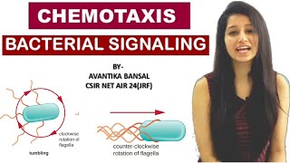 Chemotaxis Bacterial SignalingCell SignalingMicrobiology [upl. by Dell457]