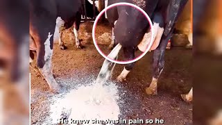 See how a veterinarian drains a purulent abscess [upl. by Calli]