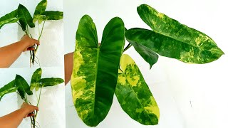 Philodendron Burle Marx Propagation Tips amp Variegated Plant Care [upl. by Ymeon264]