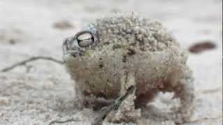 Worlds Cutest Frog  Desert Rain Frog [upl. by Jessa]