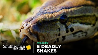 5 Deadly Snakes In Action 🐍 Smithsonian Channel [upl. by Tiffie931]