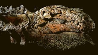 Nodosaur Dinosaur ‘Mummy’ Unveiled With Skin And Guts Intac [upl. by Eenaj816]